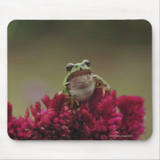 Japanese tree frog (Hyla japonica) on flowers, Mouse Pad