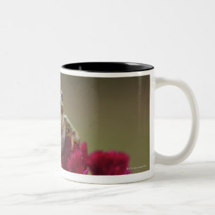 Japanese tree frog (Hyla japonica) on flowers, Two-Tone Coffee Mug