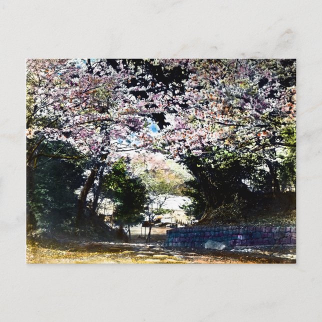 Japanese Vintage Cherry Blossoms Postcard (Front)