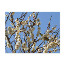 Japanese White-eye & Plum Blossoms: Japan