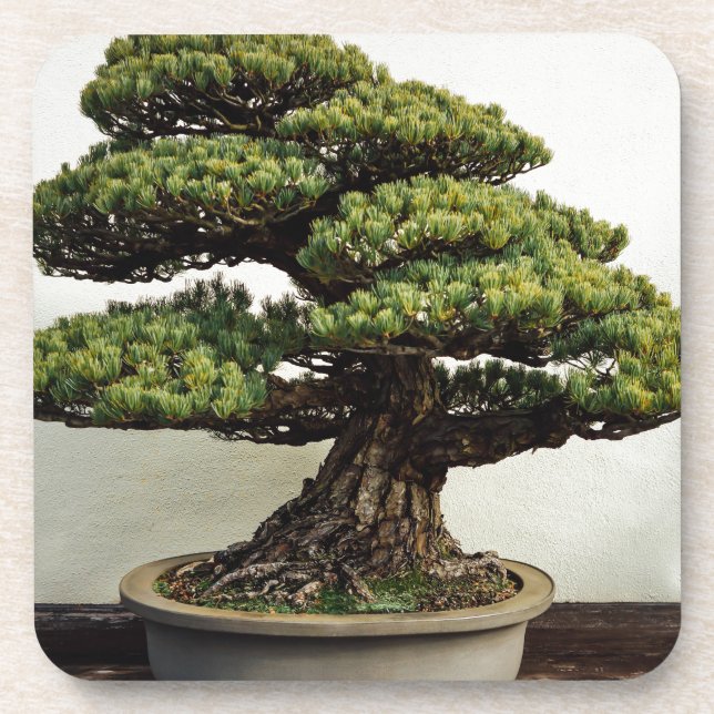 Japanese White Pine Bonsai Tree Coaster (Front)