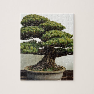 Japanese White Pine Bonsai Tree Jigsaw Puzzle
