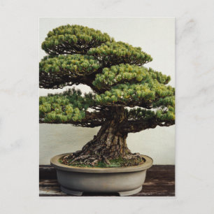 Japanese White Pine Bonsai Tree Postcard