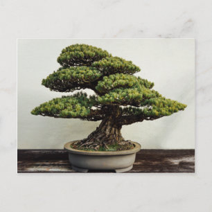 Japanese White Pine Bonsai Tree Postcard