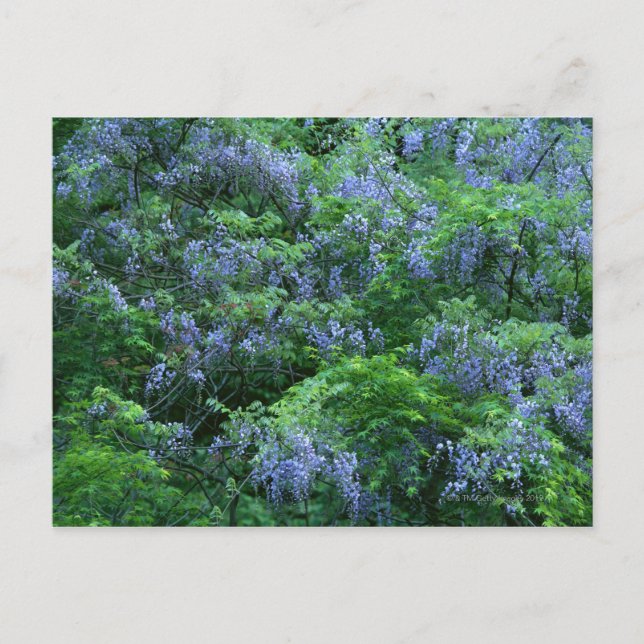 Japanese Wisteria Postcard (Front)