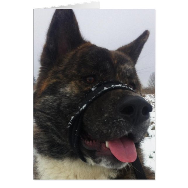 Japaness akita (Devant)