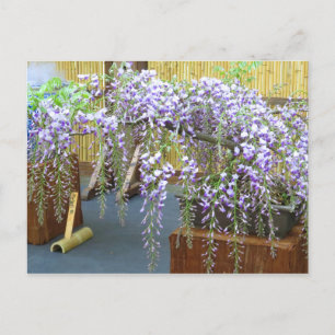 Japan's Scenery [Postcard] Postcard