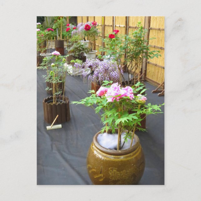 Japan's Scenery [Postcard] Postcard (Front)