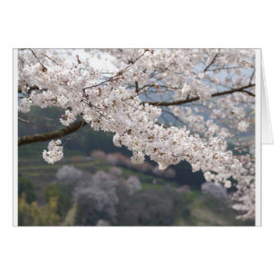 Japon Kumamoto Cherry Blossom