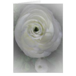 Japonais Camelia