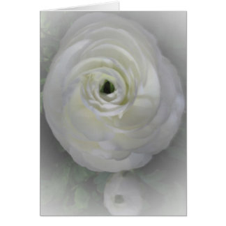 Japonais Camelia