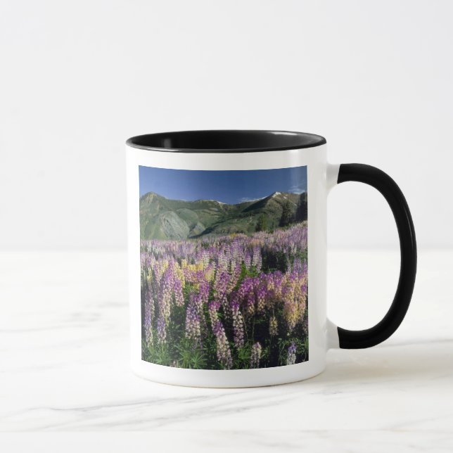 JARBIDGE WILDERNESS, NEVADA. USA. Spur lupine Mug (Right)
