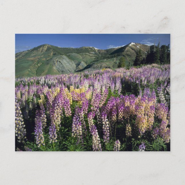 JARBIDGE WILDERNESS, NEVADA. USA. Spur lupine Postcard (Front)