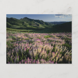 Jarbridge Wilderness and Mountains, Nevada, Spur Postcard
