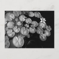 Jardin aquatique, cartes postales