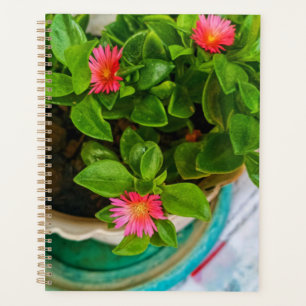 Jardin Bébé Rose Soleil Plante Dans Un Pot