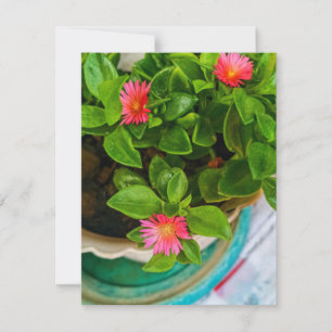 Jardin Bébé Rose Soleil Plante Dans Un Pot Carte P