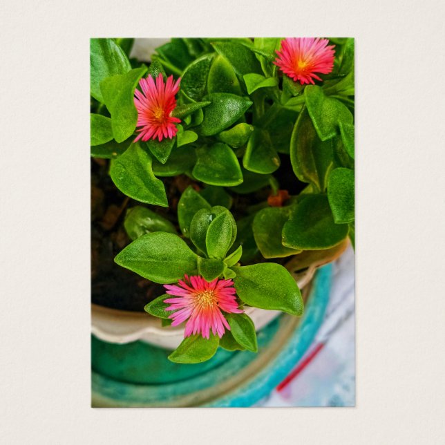 Jardin Bébé Rose Soleil Plante Dans Une Carte Prof (Devant)
