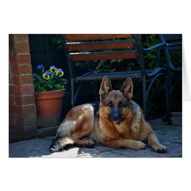 jardin, berger allemand, chien (Devant horizontal)
