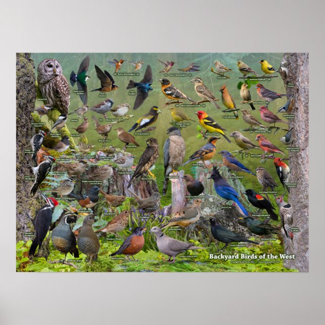 Jardin Birds of the West Poster 2021 Edition (Devant)