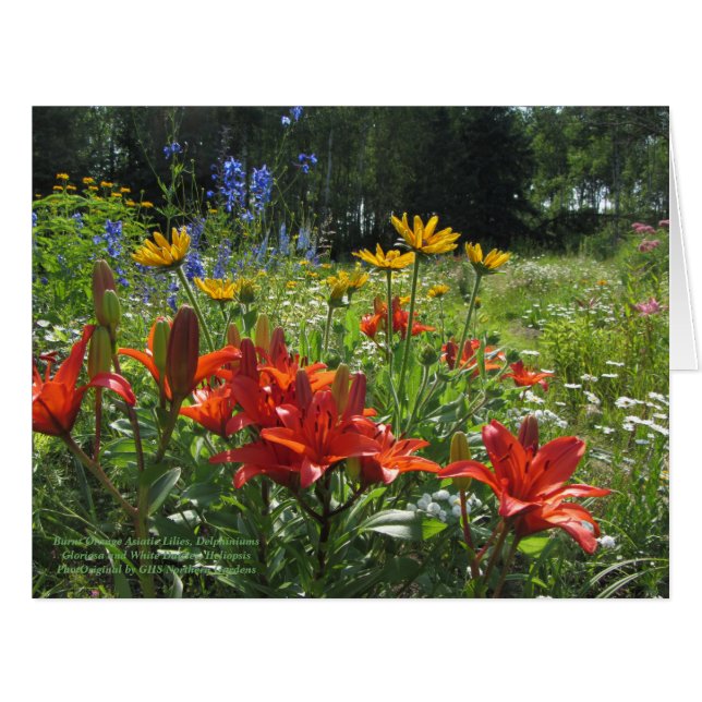 Jardin coloré fin été (Devant horizontal)