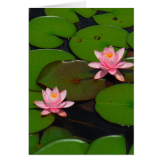 Jardin de fleurs de laine d'eau de lotus rose,