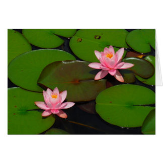 Jardin de fleurs de laine d'eau de lotus rose,