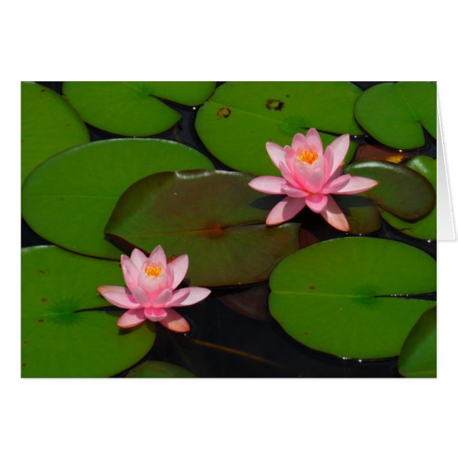 Jardin de fleurs de laine d'eau de lotus rose, (Devant horizontal)