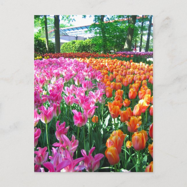 Jardin de Keukenhof - Holland carte postale (Devant)