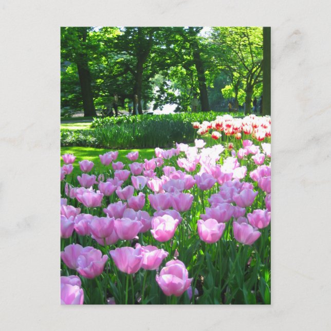Jardin de Keukenhof - Holland carte postale (Devant)