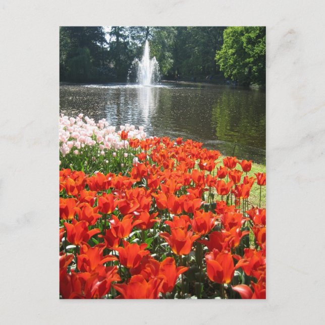 Jardin de Keukenhof - Holland carte postale (Devant)