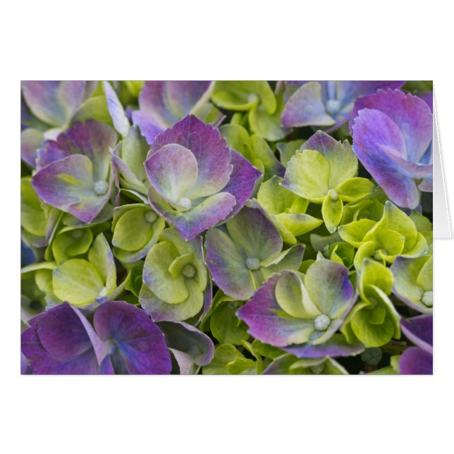 Jardin de Keukenhof Hydrangea (Devant horizontal)