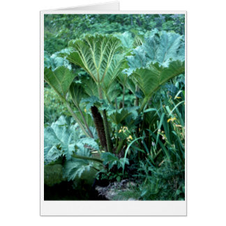 Jardin de l'île du Nord-Ouest