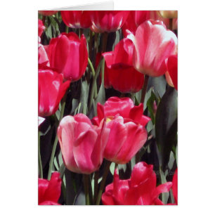 Jardin de tulipe