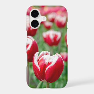 Jardin de tulipes hollandaises rouges