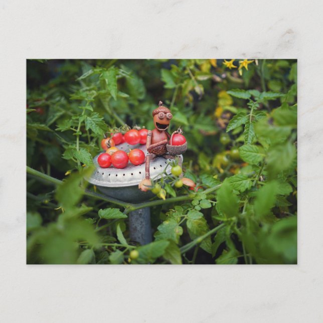 Jardin d'elfes d'Acorn avec carte postale de tomat (Devant)