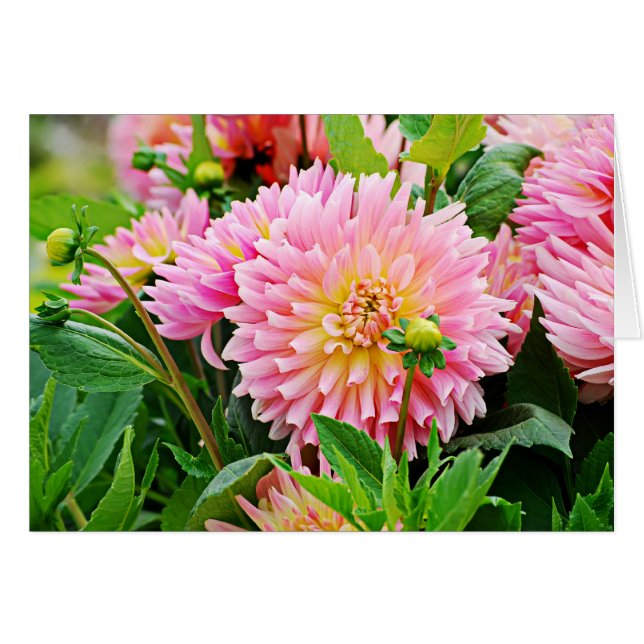 Jardin des Plantes-4 (Front Horizontal)