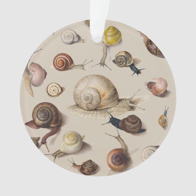 Jardin d'escargots Animaux de compagnie Gastropod  (devant)