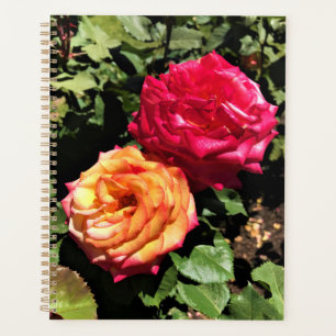 Jardin d'essai international Rose, Portland, Orego