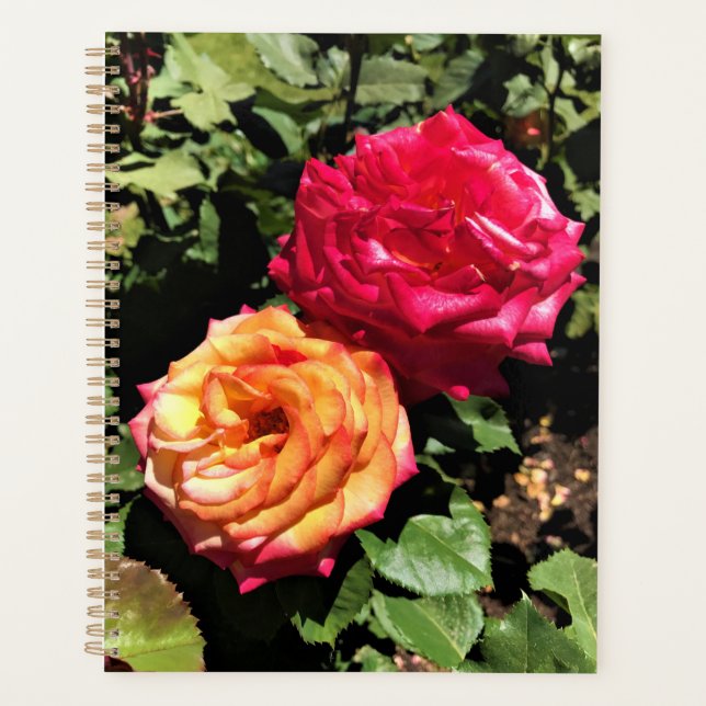 Jardin d'essai international Rose, Portland, Orego (Devant)