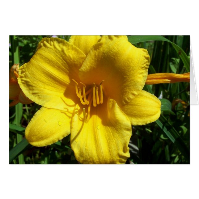 Jardin jaune Lily (Devant Horizontal)