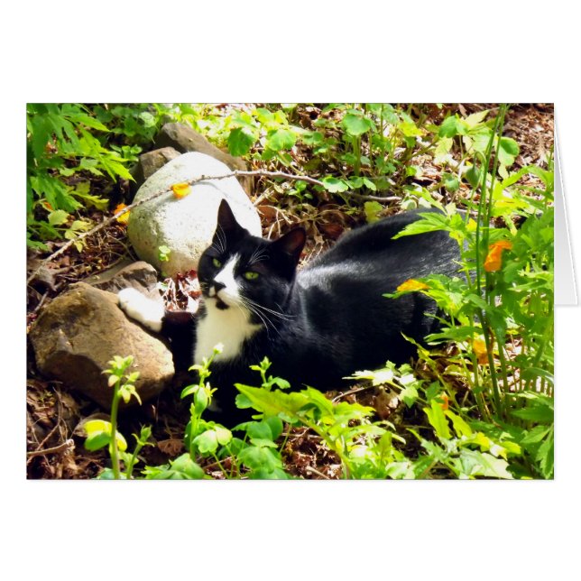 Jardin Kitty (Devant Horizontal)