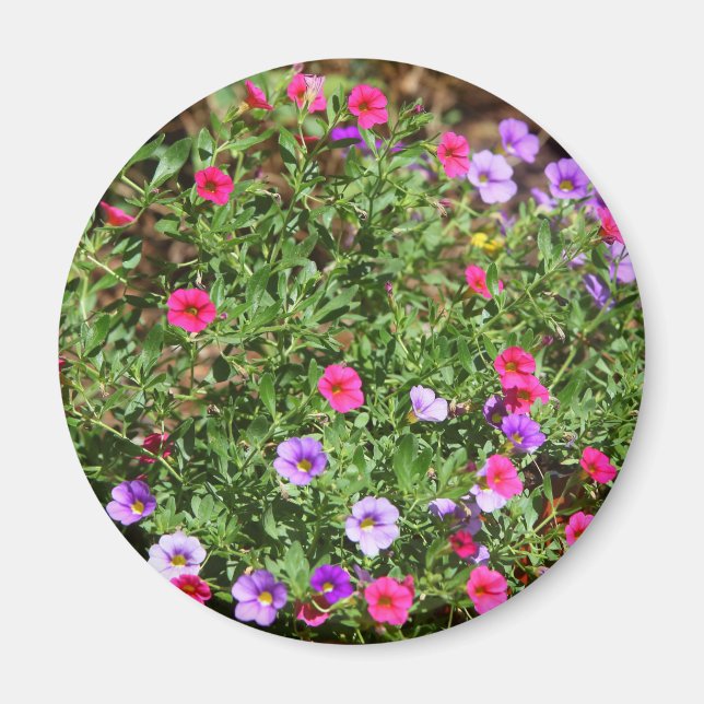 Jardin Petunia Magnet (Devant)