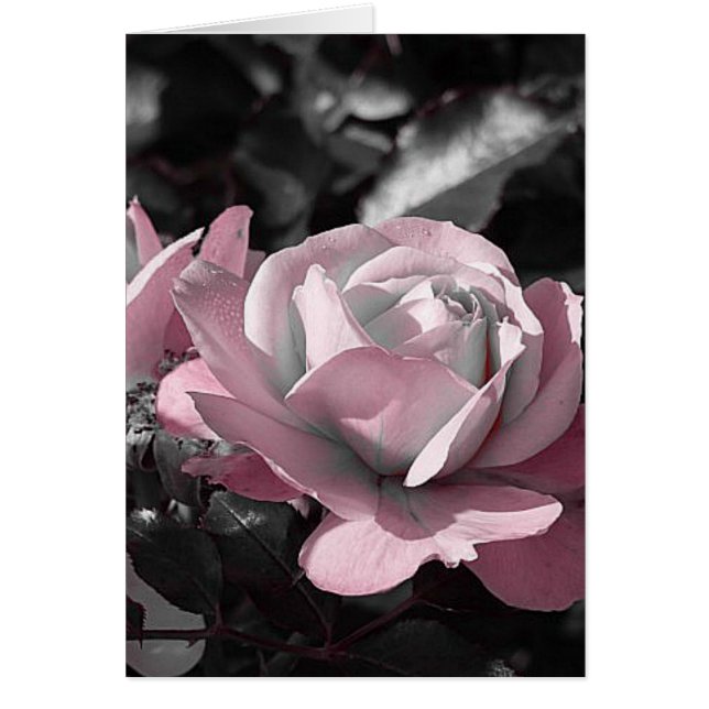 Jardin rose rose (Devant)