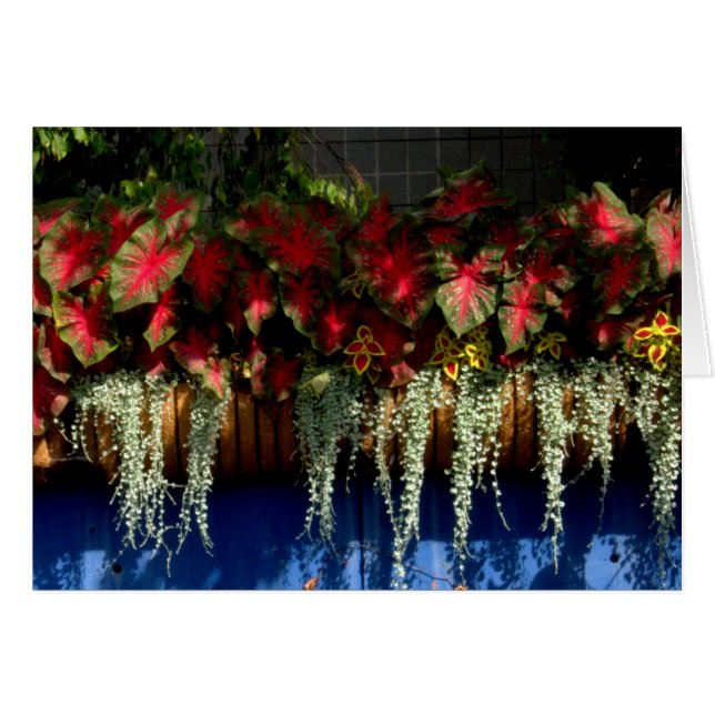 Jardinerie de Wegerzyn #34 (Devant horizontal)