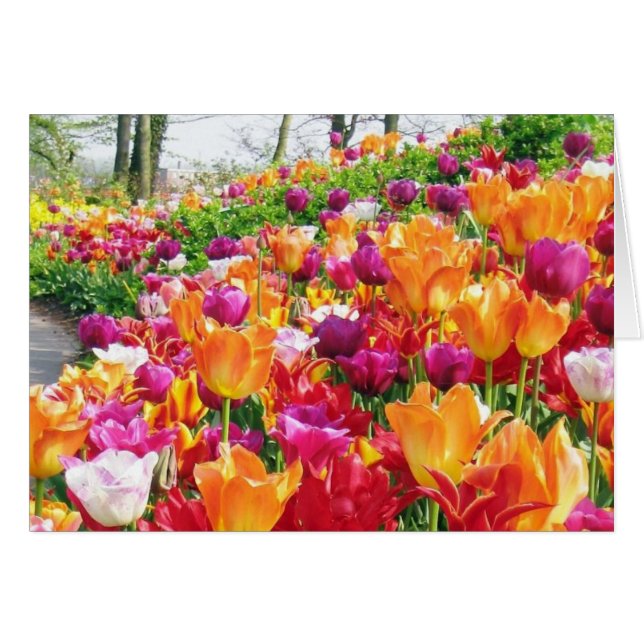 JARDINS DE KEUKENHOF (Devant horizontal)