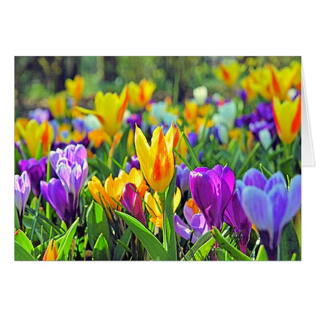 JARDINS DE KEUKENHOF, HOLLANDE (Devant horizontal)