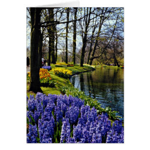 Jardins de Keukenhof, Lisse, fleurs néerlandaises