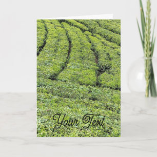 Jardins de thé de Munnar sur carte de vœux