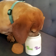 Wiener Dog Dachshund Treat Jar Personnaliser